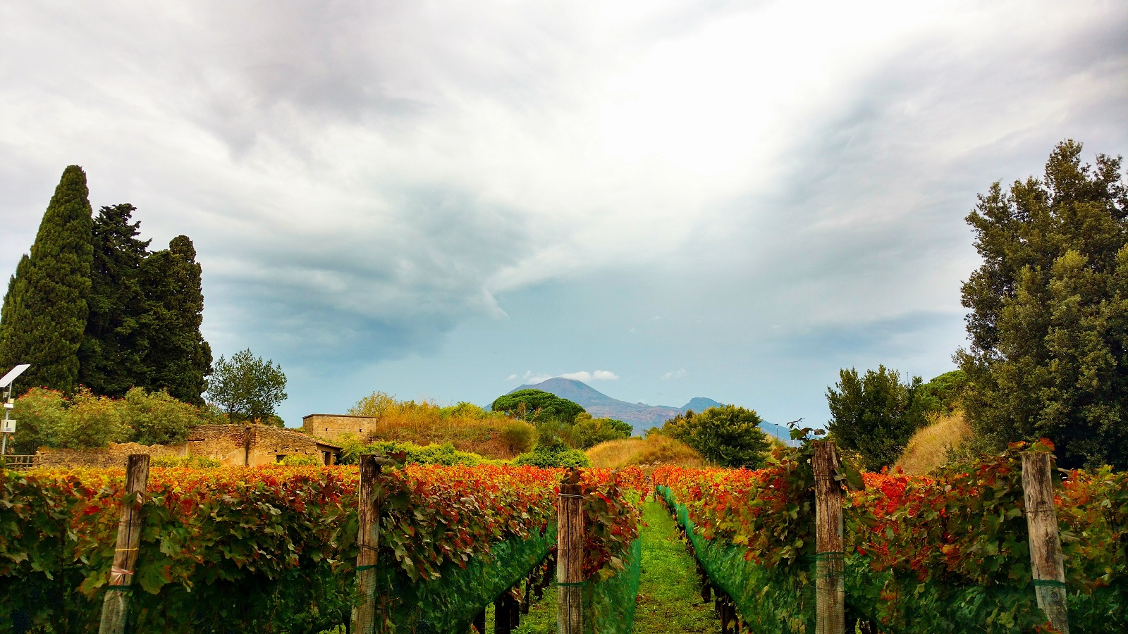 Southern Italy Wines
