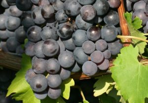 Tasting by Grape Or Style