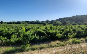 Wine 101 Training Course