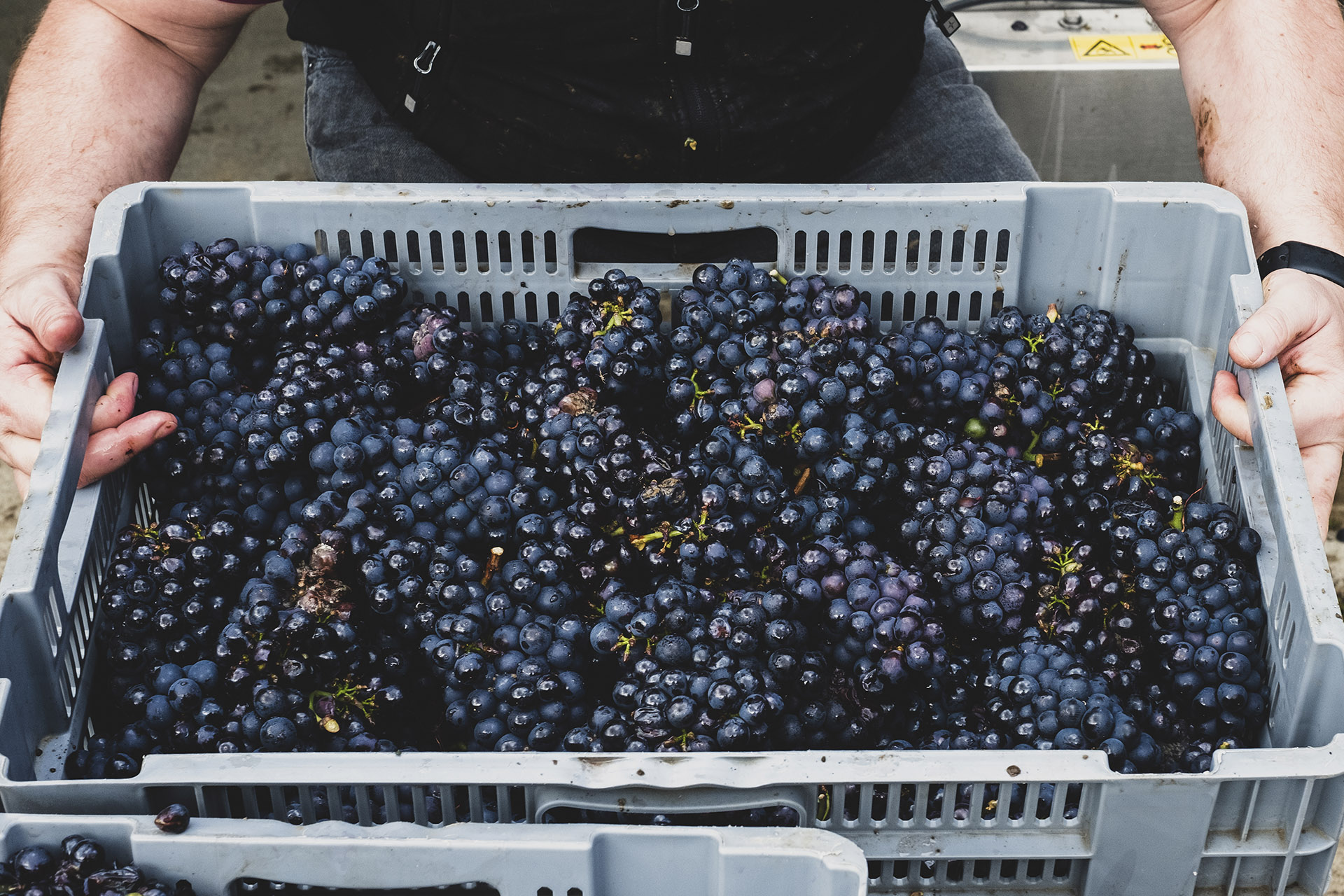 Vegan Wine