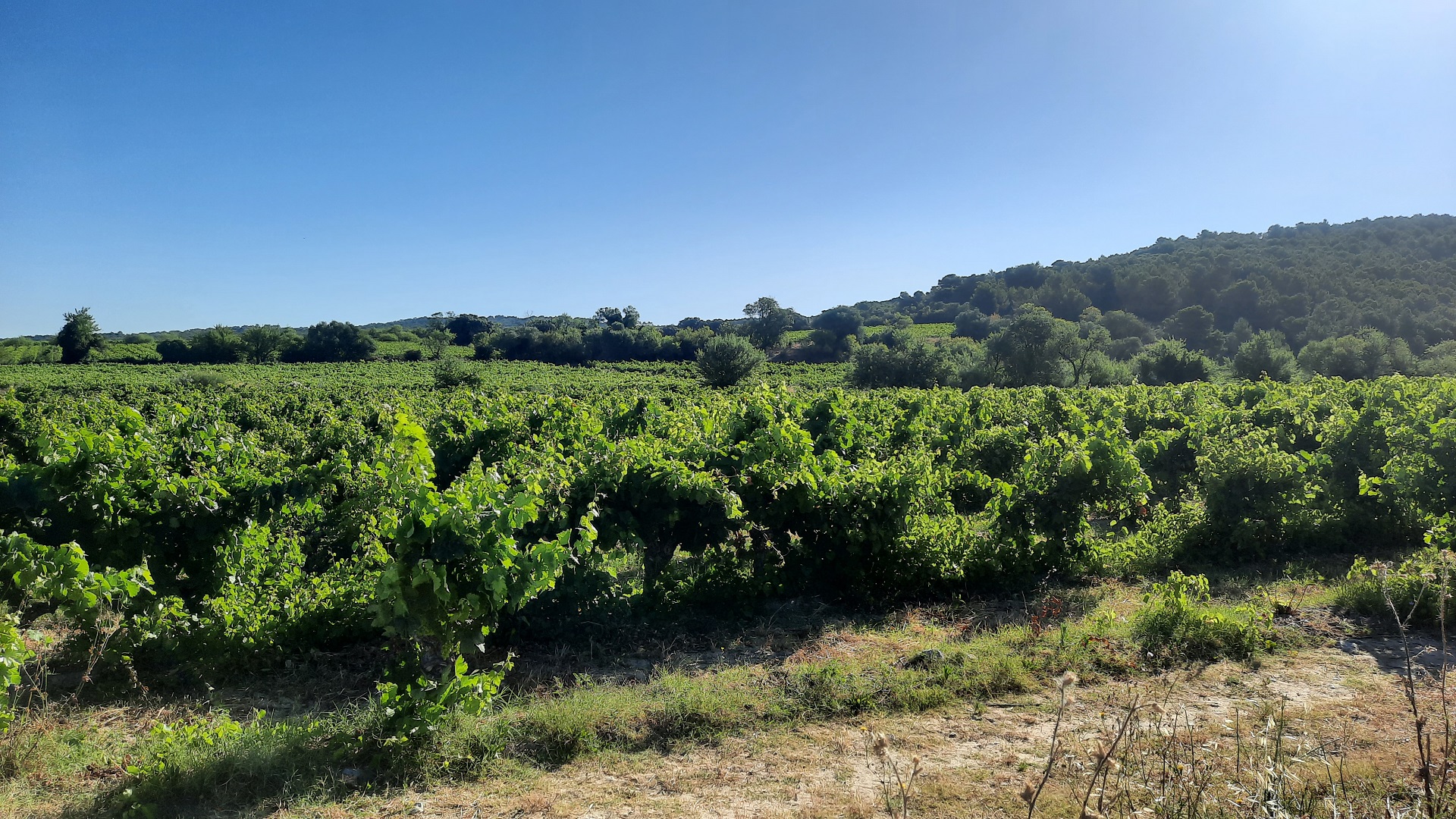Languedoc Wine Weekend