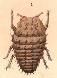 Phylloxera Beetle