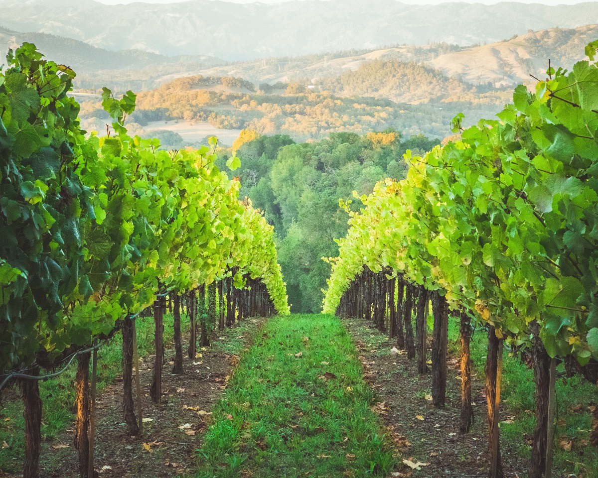 Riesling and pinot wine tasting