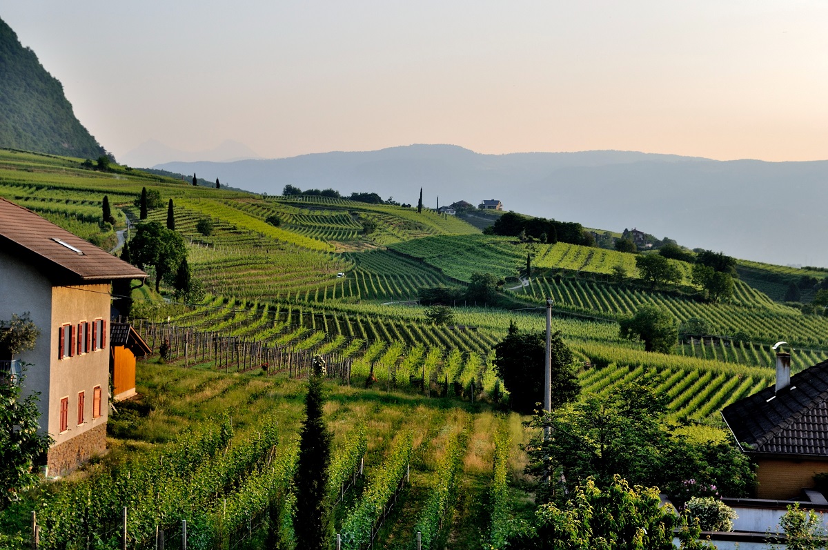 Tuscan Wine