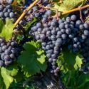 Cabernet Franc Grape