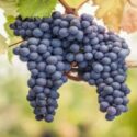 Pinot Noir Grape