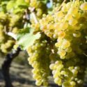 Viognier Grape