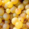 Muscat Grape