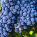 Sangiovese Grape