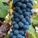 Mourvedre Grape