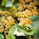 Garganega Grape