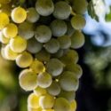 Gruner Veltliner Grape